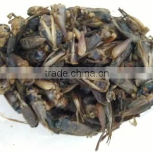 Cricket thumbnail-1