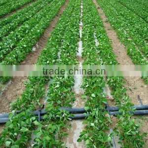 Irrigationg System, Drip Tape, Surbface Irrigation Tape thumbnail-2