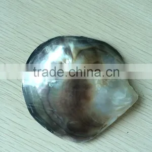 Polished Blacklip Mother of Pearl Shell thumbnail-1