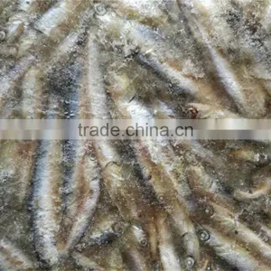 Anchovy Frozen on Board thumbnail-2
