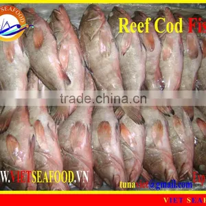 FROZEN REEF COD FISH W/R thumbnail-1