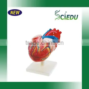 Anatomy High Quality 3 Times Life Size Jumbo Type Heart Model thumbnail-3