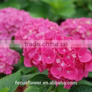 Fresh Cut Dark Pink Hydrangea Artificial Flower For Sale thumbnail-1