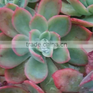 Echeveria Ivy Decorative Plants Echeveria, Succulent Plants, Tropical Plants thumbnail-1