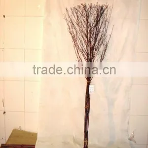 Bamboo Tree thumbnail-1