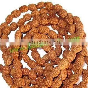Rudraksha Beads String (mala) 2 Mukhi (two Face), Size: 12mm Thickness thumbnail-1