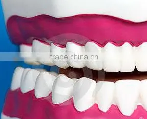 Hot Sell Dental Teeth/Model Of Jaws thumbnail-1
