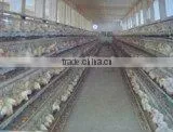 Chicken Cage/chicken Mesh thumbnail-1