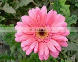 Fresh Cut Flowers Gerbera Flower From Kunming Yunnan in China thumbnail-1