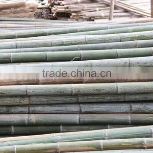 Bamboo Poles and Bamboo Bent Pole thumbnail-3