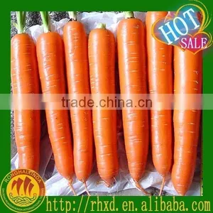 New Crop Chinese High Quality Fresh Carrot for Sale / Boil Carrots / to Make Carrot Cake thumbnail-1