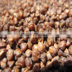 Roasted /cooked Buckwheat Kernels thumbnail-1