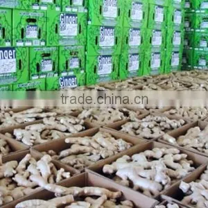 ORGANIC FRESH GINGER VIETNAM FOR GINGER SLICES thumbnail-1