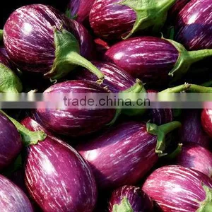 Brinjal Suppliers thumbnail-2