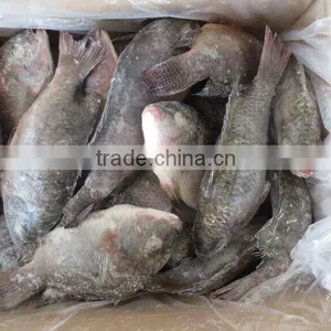 New Arrival Frozen Tilapia Fish Whole Round thumbnail-1