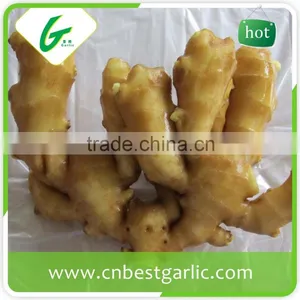 Made in China Chinese Fresh Young Gingers thumbnail-2