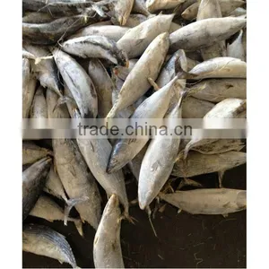 High Quality Fresh Frozen Skipjack Tuna for Sale thumbnail-1