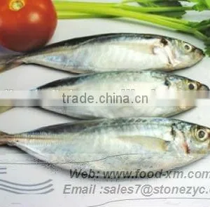 2016 New Coming Fresh Frozen Horse Mackrel thumbnail-1