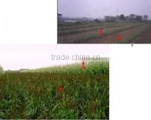 Beihai Green Kingdom Biology And Landscape-Creating Co., Ltd. company overview - view 2 thumbnail