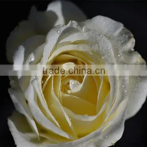 Fresh Cut Rose Flower thumbnail-3