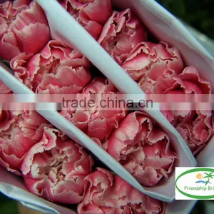 Fresh Cut Muticolor Carnation Flower thumbnail-2