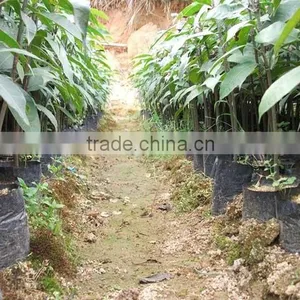 Mango Tree Seedling Mangifera Indica Tree Seedlings thumbnail-3