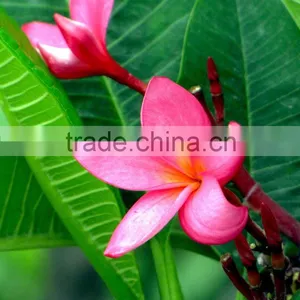 Natural Outdoor Plants Plumeria Rubra Red Flower thumbnail-2