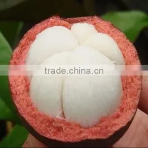 GMP Natural High Quality Mangosteen Peel Extract/Mangosteen Juice Powder thumbnail-2