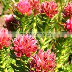 Good Price of Rhodiola Rosea Extract Powder Pure Salidrosides 1%/Rosavin 3% With the Best Quality thumbnail-3