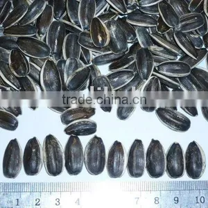 High Quality New Crop Sunflower Seeds5009,5135 thumbnail-1