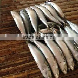 Whole Part Frozen Mackerel thumbnail-1