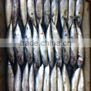 Frozen Bonito Fish 200-300g, Chinese Seafood Export thumbnail-2