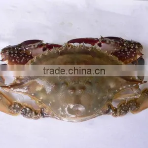 Best Season Quality Frozen Sea Crabs thumbnail-1