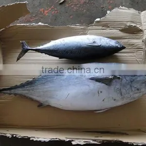 Skipjack Tuna thumbnail-4