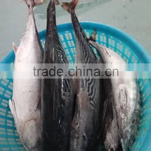 Frozen New Fish Bonito Tuna Whole thumbnail-1