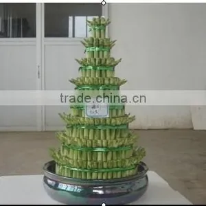 Lucky Bamboo ( Dracaena Sanderiana) thumbnail-1