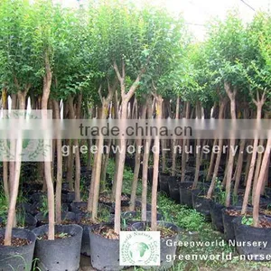 Lagerstroemia Indica Potted Trees thumbnail-1