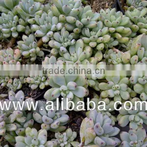 Graptopetalum Pachyphyllum Bluebean Decorative, Plants Echeveria Succulent Plants Tropical Plants thumbnail-1