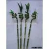 Dried Flower thumbnail-1
