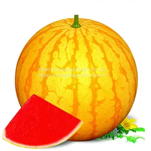 Good Flavor Hybrid Golden Yellow Rind Watermelon Seed thumbnail-1