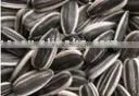Chinese Black Sunflower Seed in Shell thumbnail-1