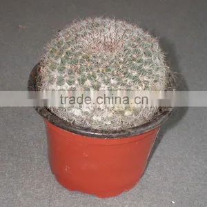 Mammillaria Hahniana 5.5cm Mini Cactus Succulent Indoor Plants Bonsai Nursery Echinocactus Grusonii Cereus Cacti Opuntia Dilleni thumbnail-1