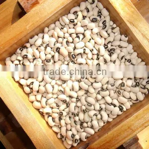 White Cowpeas (New Crop 2013) thumbnail-1