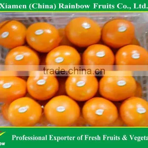 Fresh Mandarin Orange Navel Orange thumbnail-2