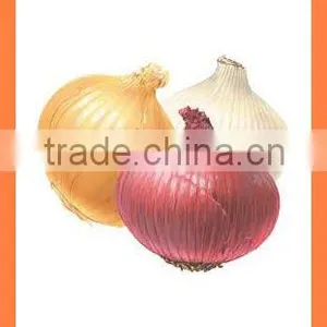 Export Bulk China Fresh New Crop Red and Yellow Onion thumbnail-6