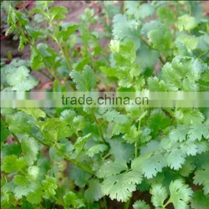 Innovative Chinese Products Coriander Buy Wholesale Direct From China thumbnail-5