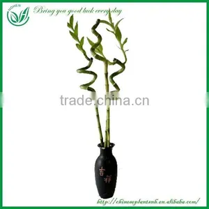 Spiral Lucky Bamboo, Dracaena Sanderiana thumbnail-4
