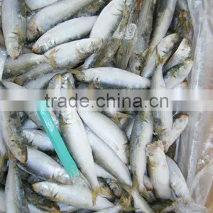 Frozen Ocean Fish Sardine thumbnail-1