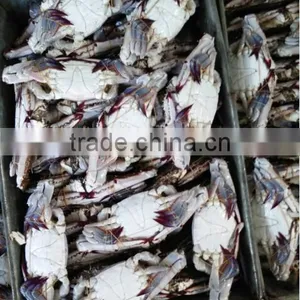 Blue Swimming Crab For Sale thumbnail-3