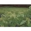 Mulberry Leaf P.E. thumbnail-1